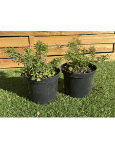 SUBLIMES ROSIERS BANKS... 2