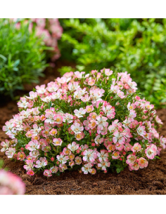 SUBLIMES ROSIERS BANKS...