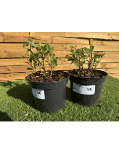 SUBLIMES HORTENSIA... 2