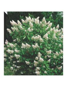 SUBLIMES HORTENSIA...