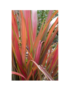 SUBLIMES PHORMIUMS JESTER...