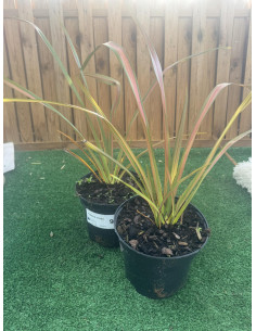 SUBLIMES PHORMIUMS JESTER... 2