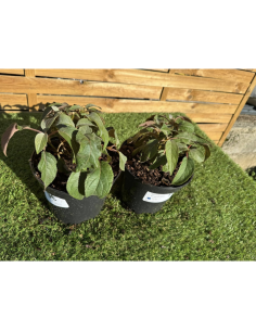 SUBLIMES HORTENSIA ASPERA... 2