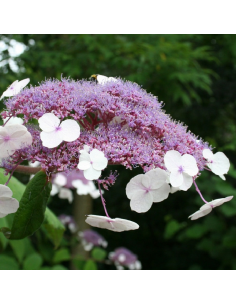SUBLIMES HORTENSIA ASPERA...