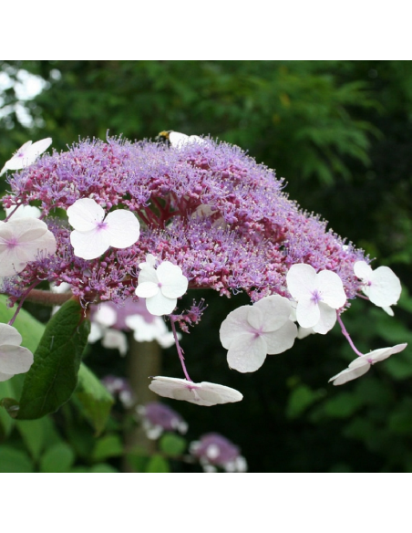 SUBLIMES HORTENSIA ASPERA HOT CHOCOLATE