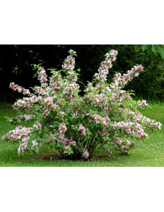 SUBLIMES DEUTZIA TOURBILLON...