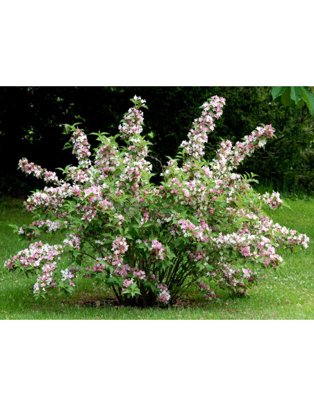 SUBLIMES DEUTZIA TOURBILLON ROUGE