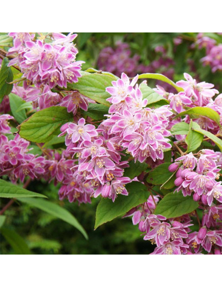SUBLIMES DEUTZIA TOURBILLON ROUGE