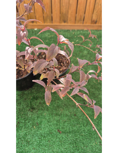SUBLIMES DEUTZIA TOURBILLON ROUGE