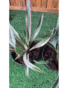 Superbes YUCCA GLORIOSA...