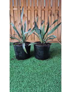 Superbes YUCCA GLORIOSA... 2