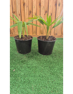 SUBLIMES PALMIERS...